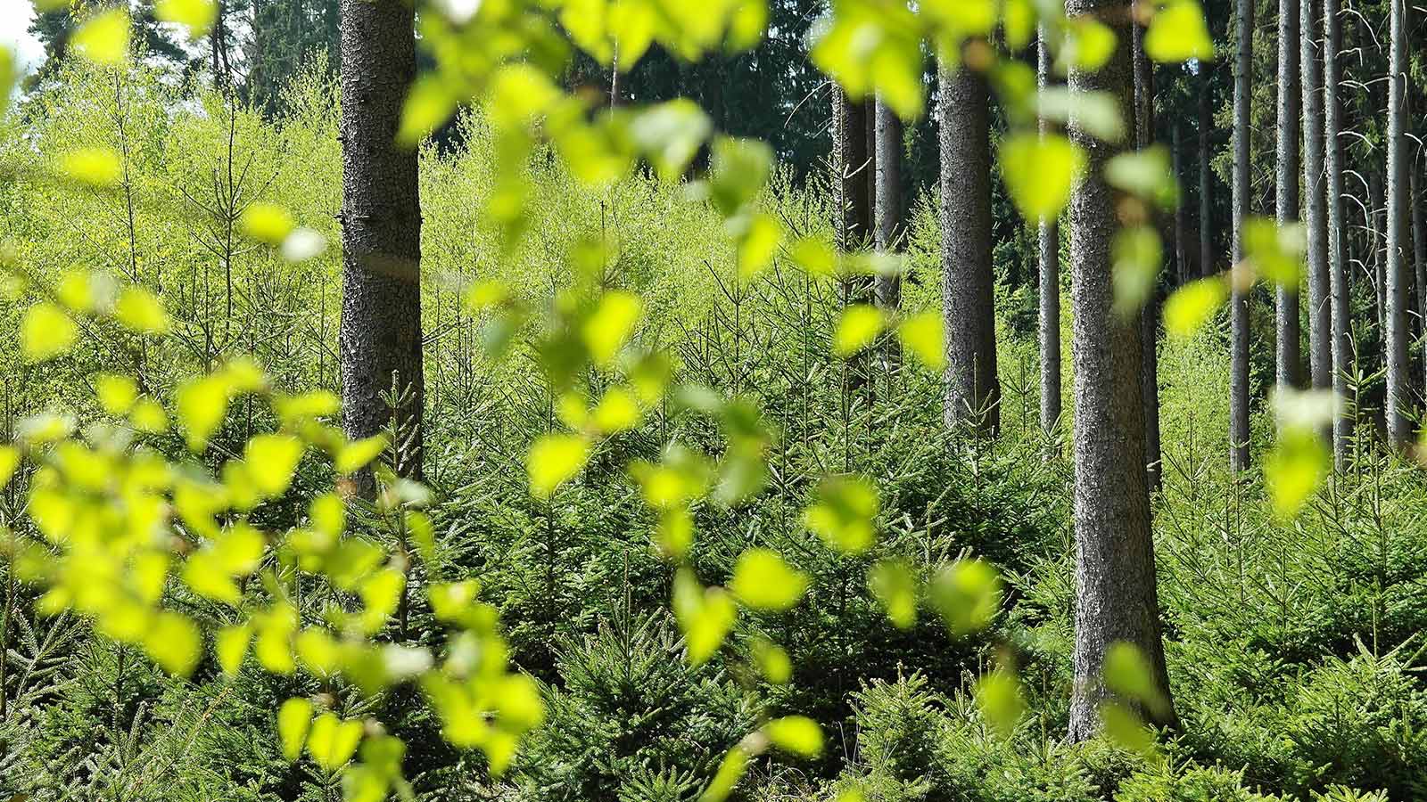 Understanding the Costs and Process of a Phase I Environmental Site Assessment
