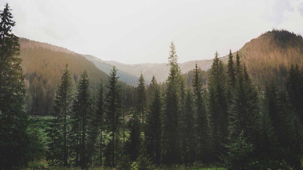 a forest of trees in the mountains a image to support easements and rights-of-way