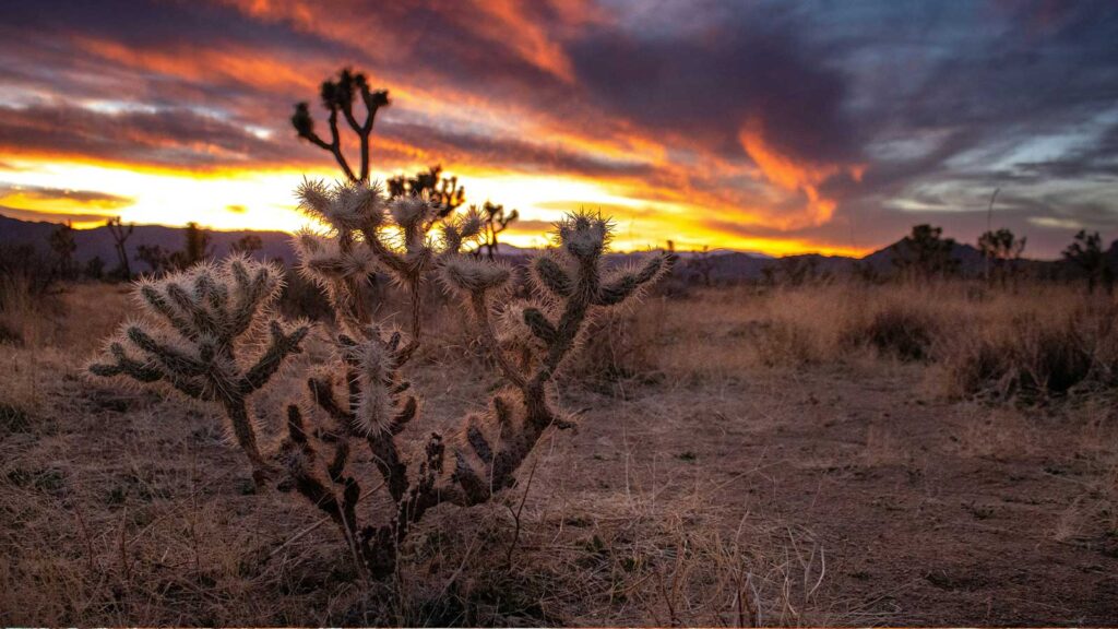 a cactus in a desert image of Title Search in California