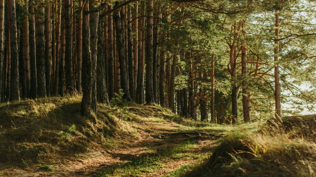 a dirt road through a forest to support the imagery for New York Title Search