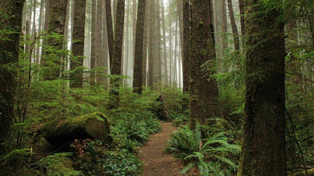 a trail through a forest example of Property Grant Deeds and Quitclaim Deeds
