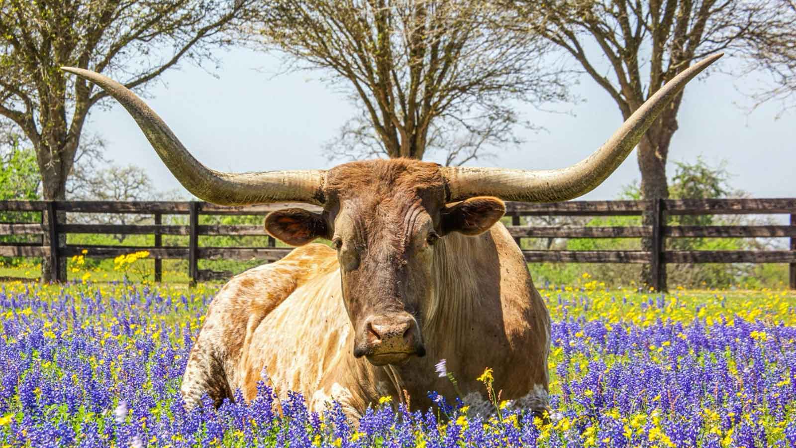 AI Title Search in Texas: 7 Powerful Reasons Real-Time Accuracy Wins