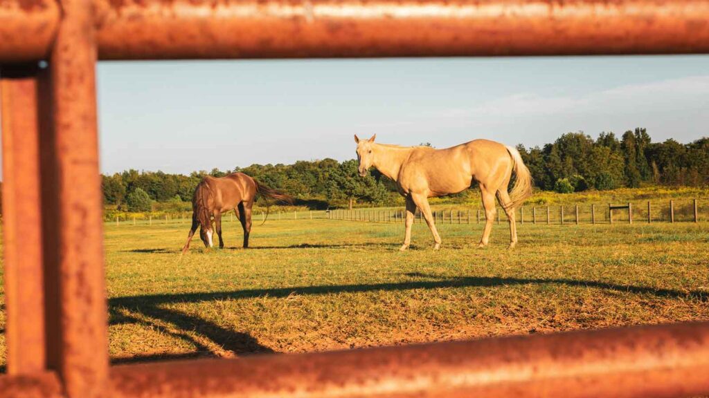 AI Title Search in Kentucky horse in the pasture